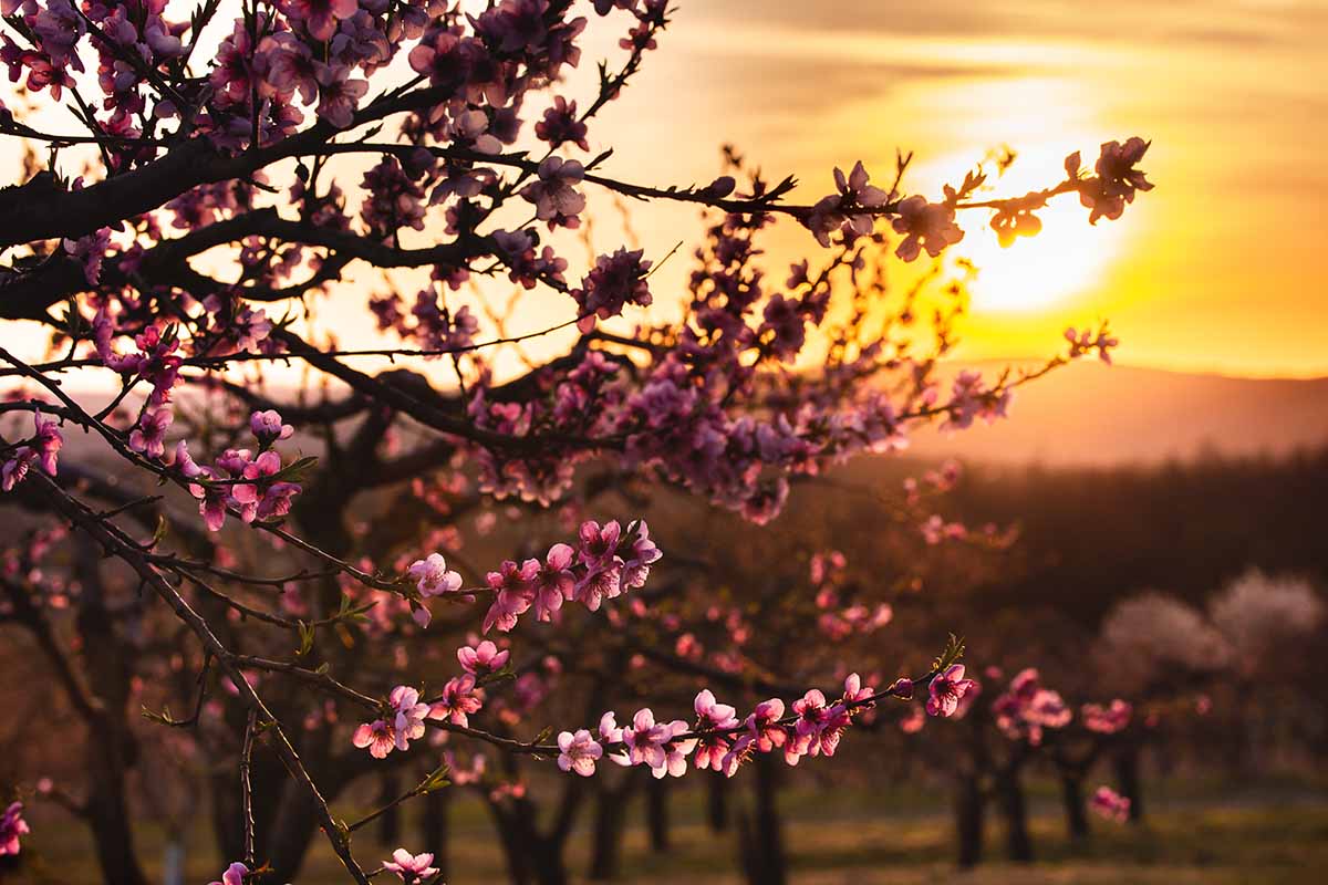 A horizontal image of the sun setting behind an orchard.