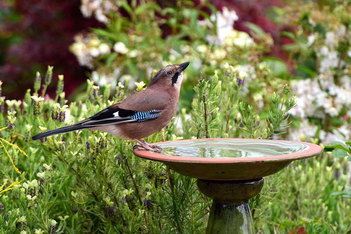 A close up horizontal image of a bird sitting on a bowl filled with water in the middle of a garden.