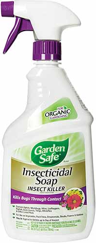 A close up vertical image of a bottle of Garden Safe Insecticidal Soap isolated on a white background.