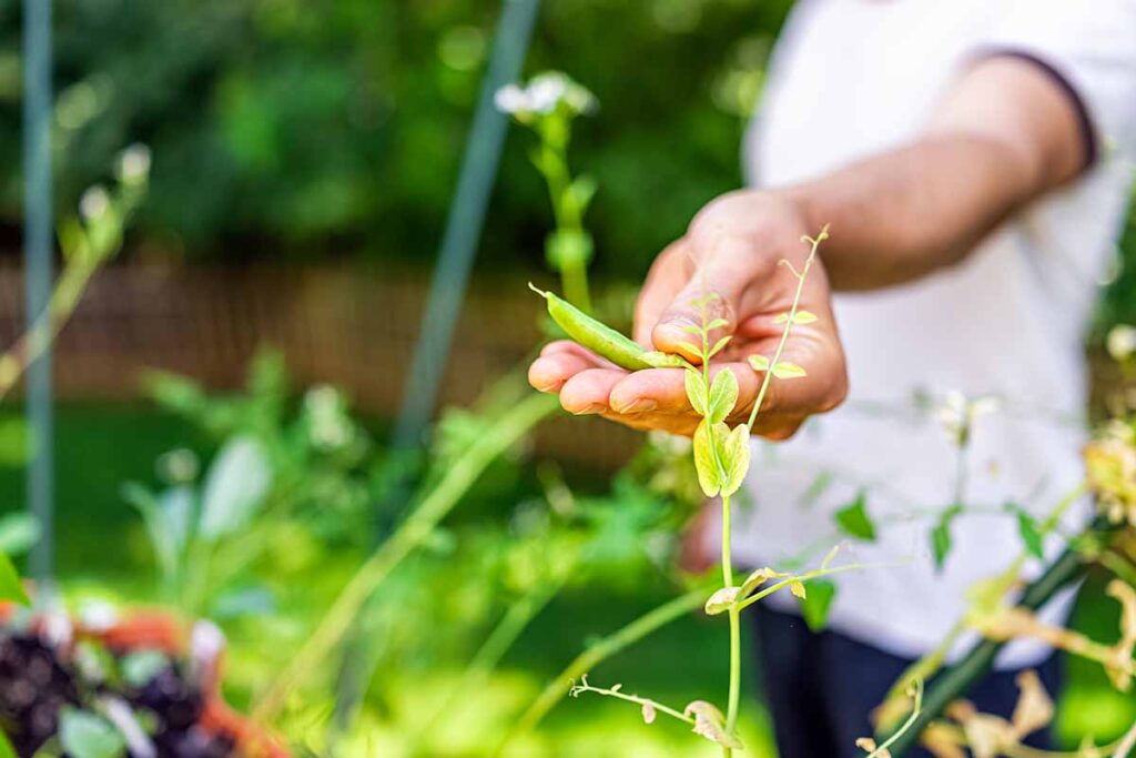 A close up horizontal image of a gardener holding a bean growing in the garden, pictured on a soft focus background.
