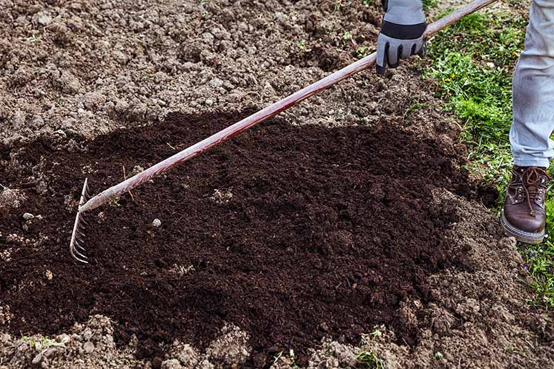 A close up horizontal image of a gardener using a rake to apply compost to the soil.