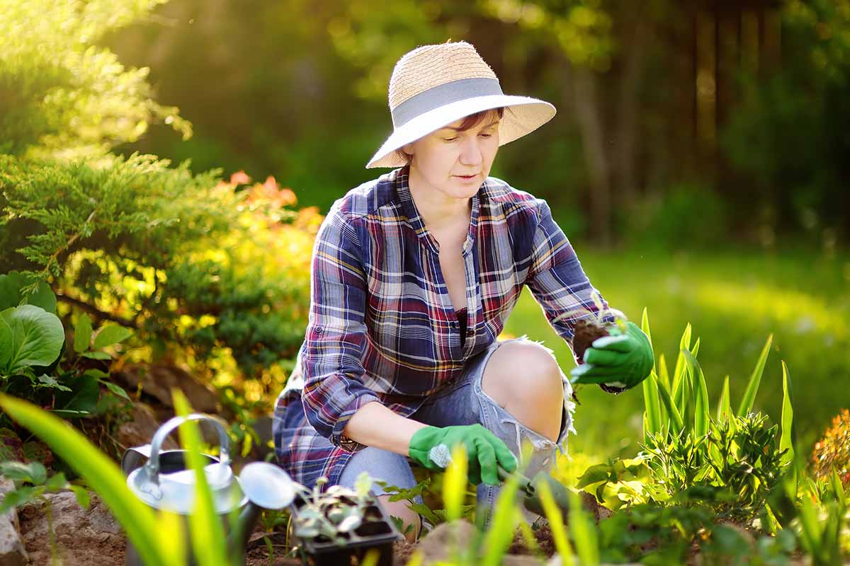 A close up horizontal image of a woman working in the garden planting out seedlings in springtime pictured in light filtered sunshine.