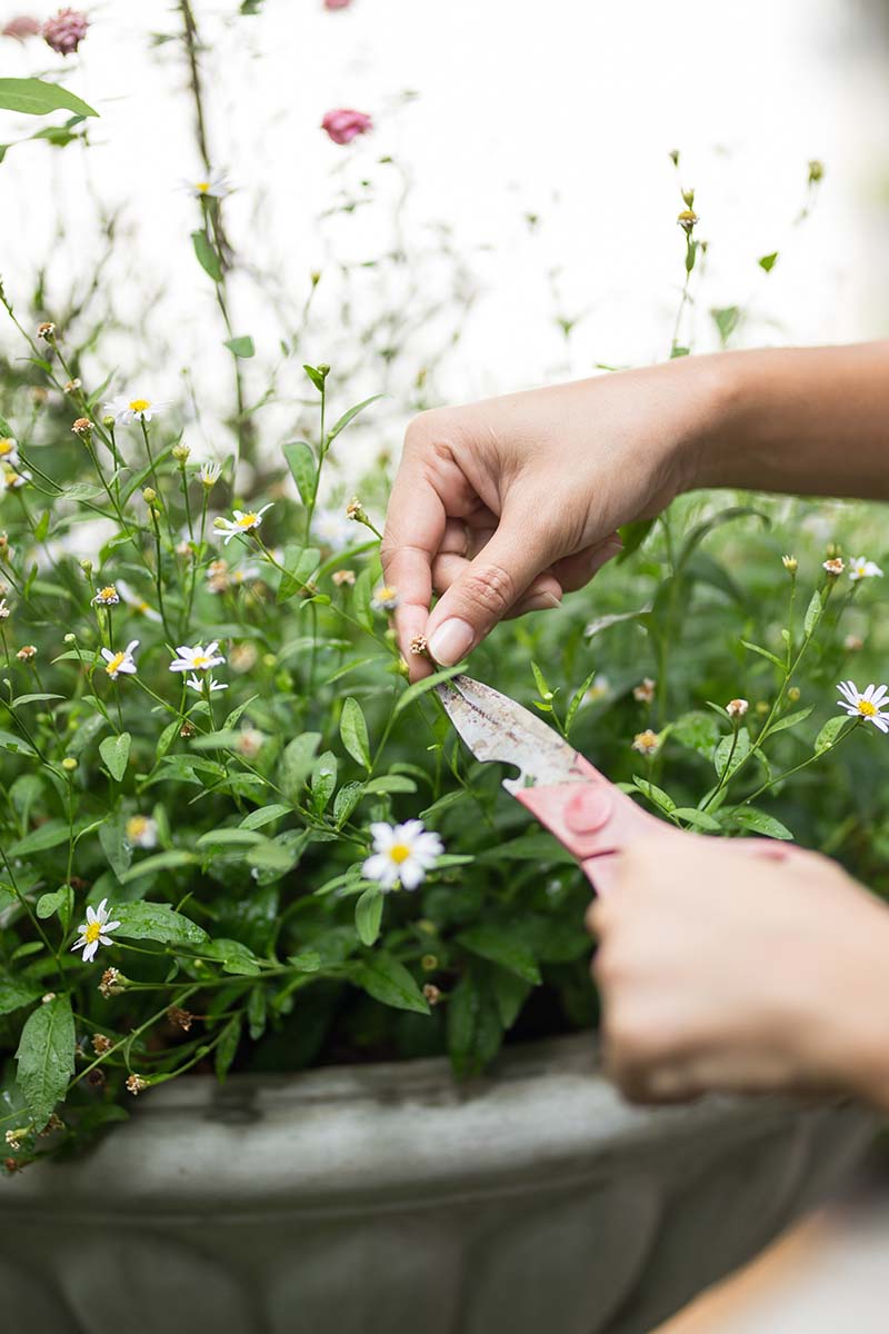 A close up vertical image of a gardener using a pair of snips to deadhead daisy flowers growing in a container.