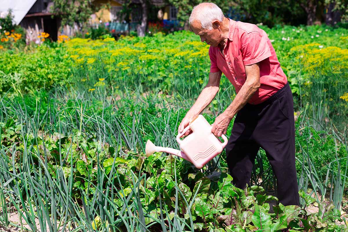 A horizontal image of a gardener watering plants in a large vegetable garden.