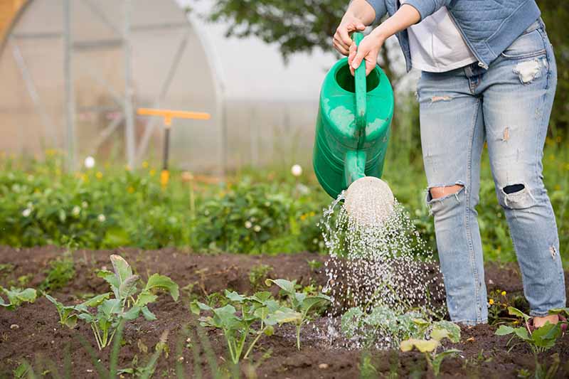 A close up horizontal image of a gardener wearing ripped jeans watering the vegetable garden.
