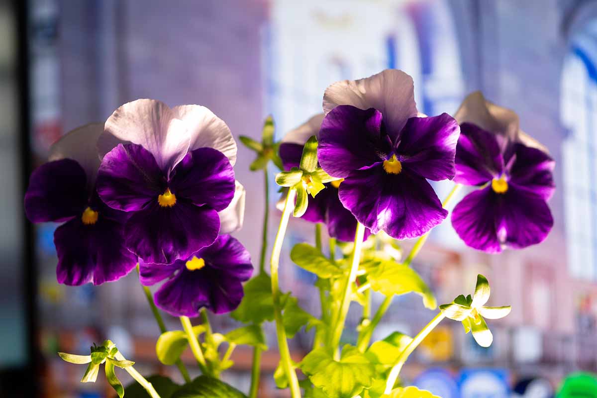 A close up horizontal image of potted violet flowers growing indoors pictured on a soft focus background.