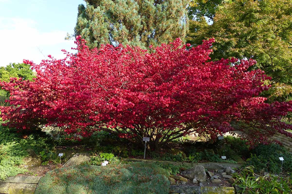 A horizontal image of a large burning bush, Euonymus alatus, growing in a botanical garden with trees and blue sky in the background.