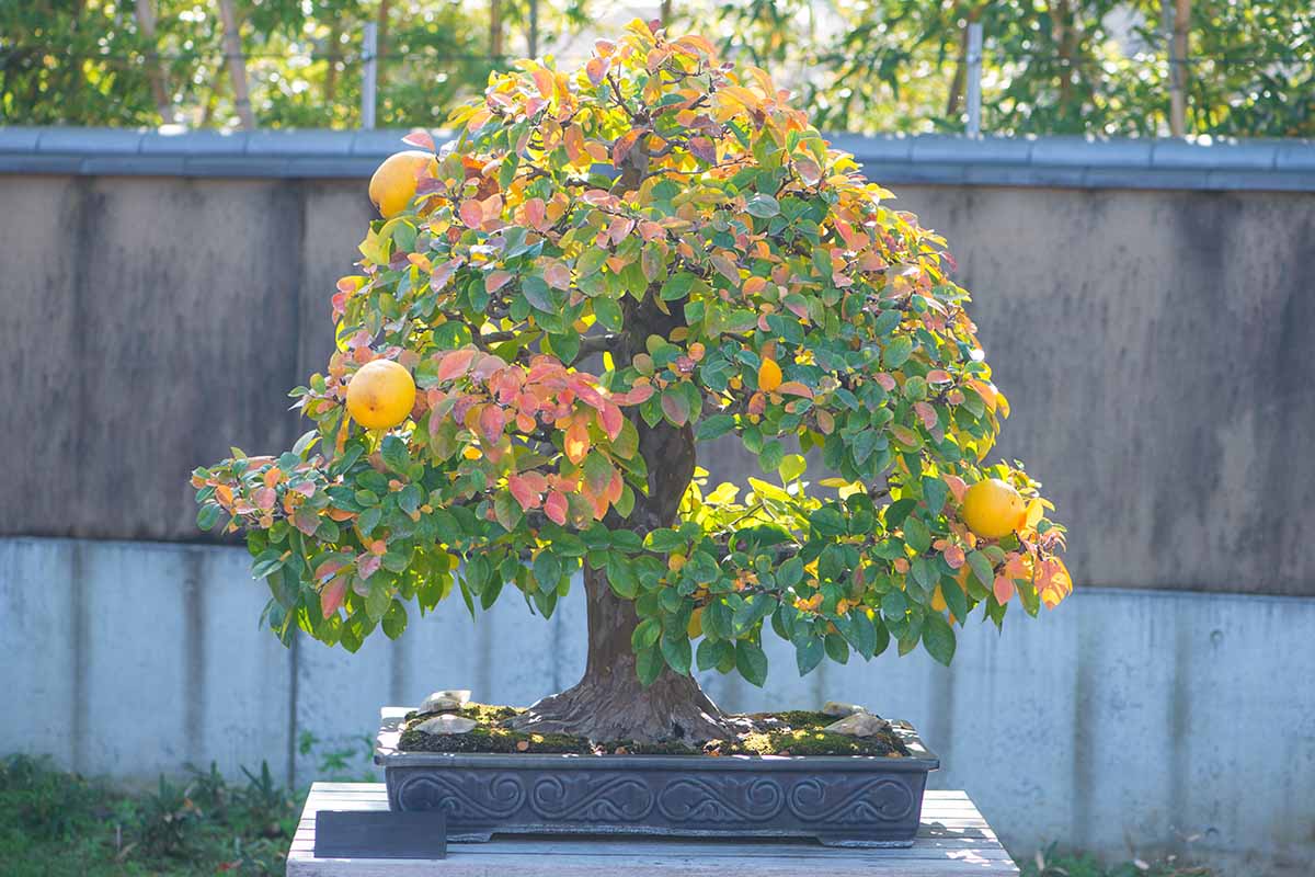 A close up horizontal image of a quince tree growing as a bonsai set on a wooden surface outdoors.