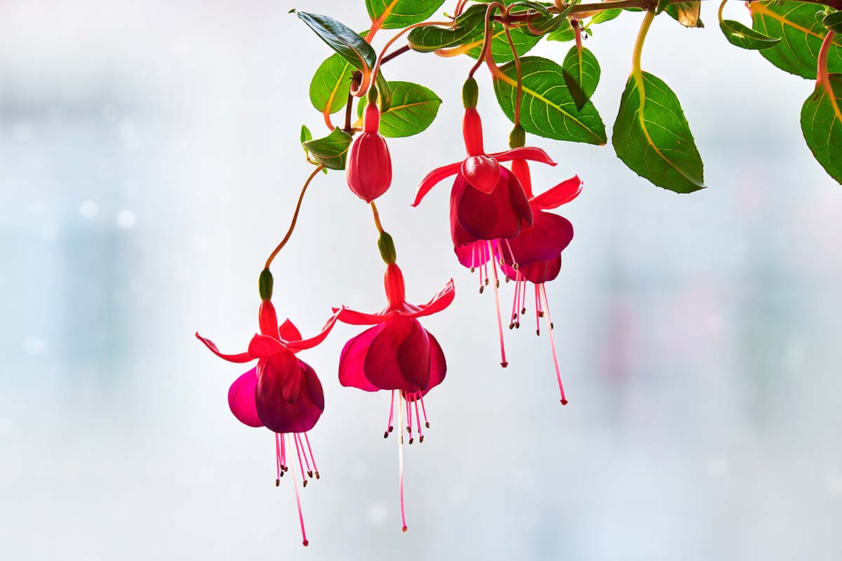 A close up horizontal image of red and purple fuchsia flowers with green foliage pictured on a white soft focus background.