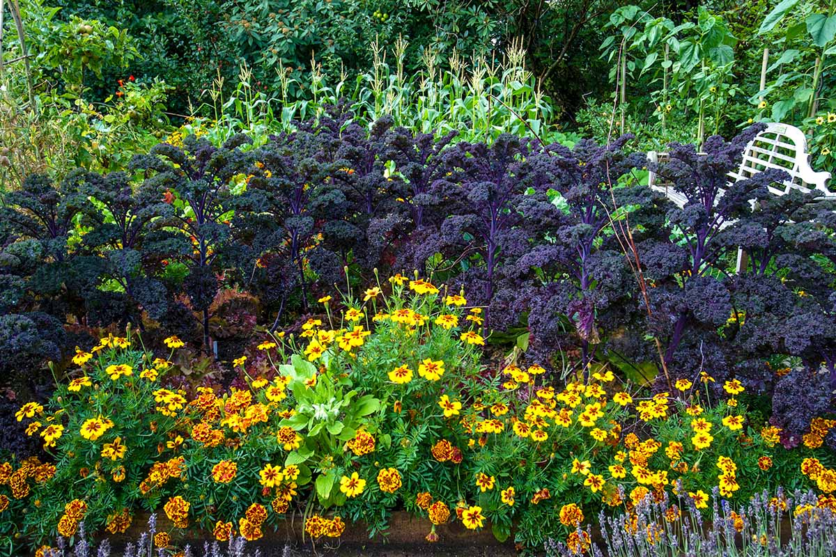 A horizontal image of marigold flowers growing in a vegetable garden with kale and corn in the background.