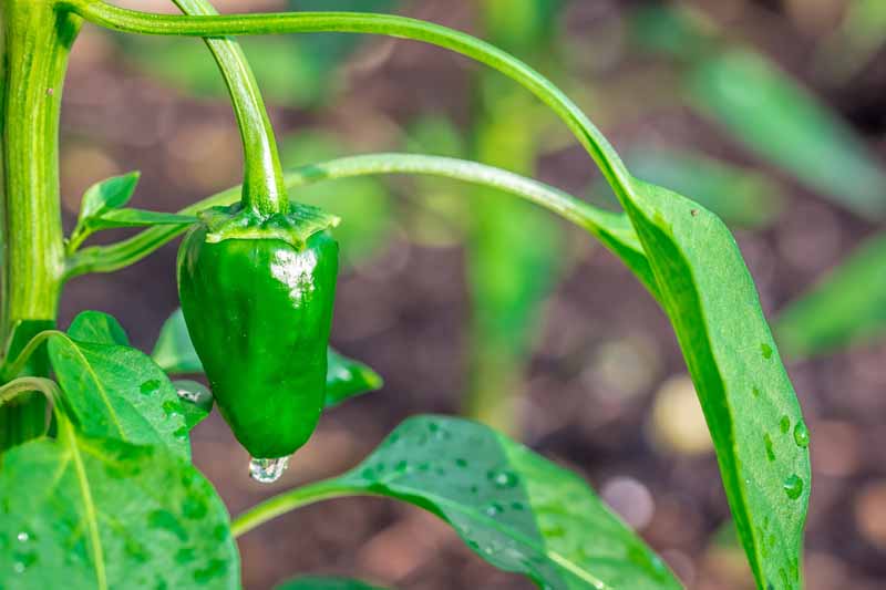 A close up horizontal image of a green pepper growing in the garden pictured on a soft focus background.