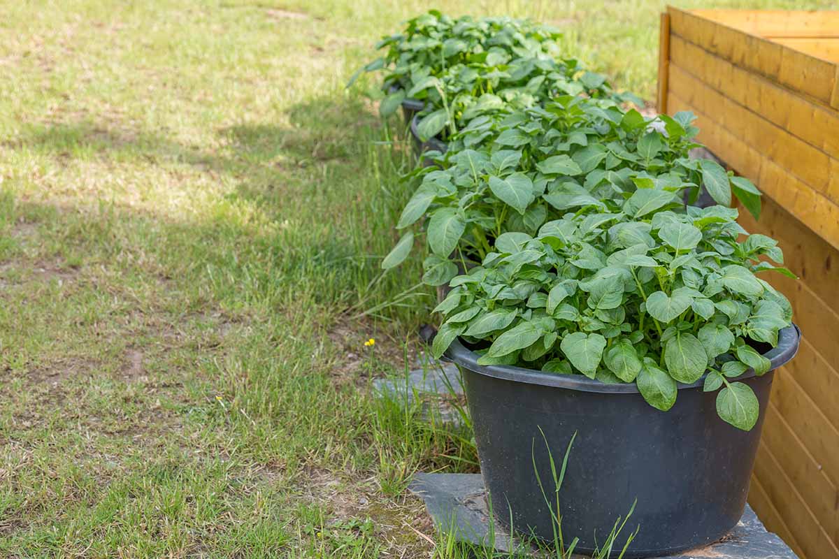 A horizontal image of a row of plastic pots growing potatoes set on the ground next to a wooden retaining wall.