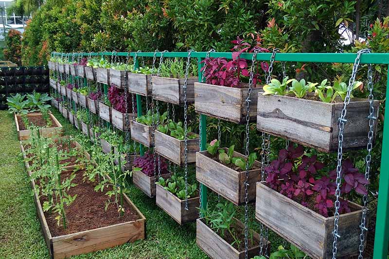 A horizontal image of a vertical garden with a variety of different vegetables growing in stacked wooden boxes.