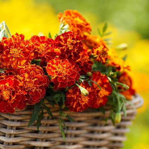A close up square image of a wicker basket filled with 'Harmony' marigolds pictured on a soft focus background.