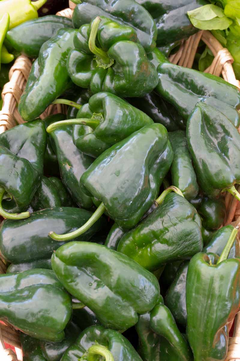 A close up vertical image of a wicker basket filled with freshly harvested poblano peppers.
