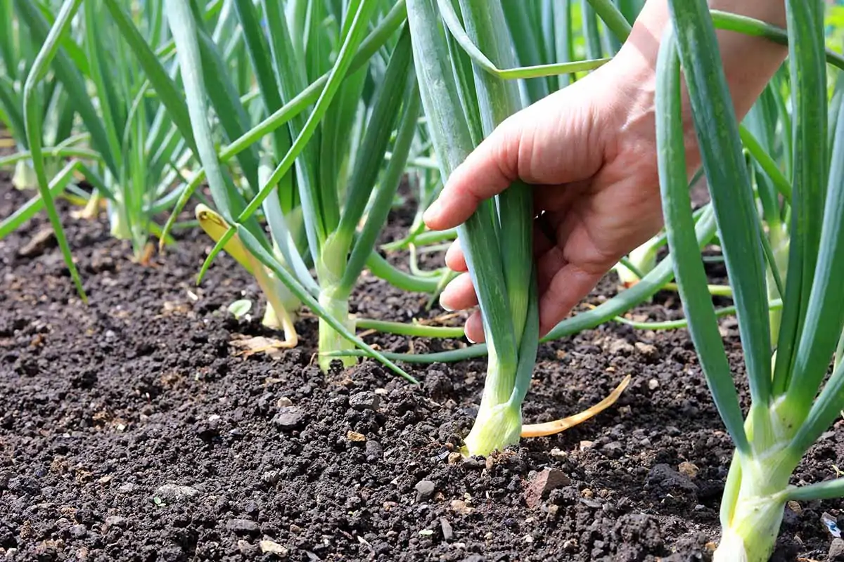 A close up horizontal image of a hand from the right of the frame pulling spring onions out of the garden.
