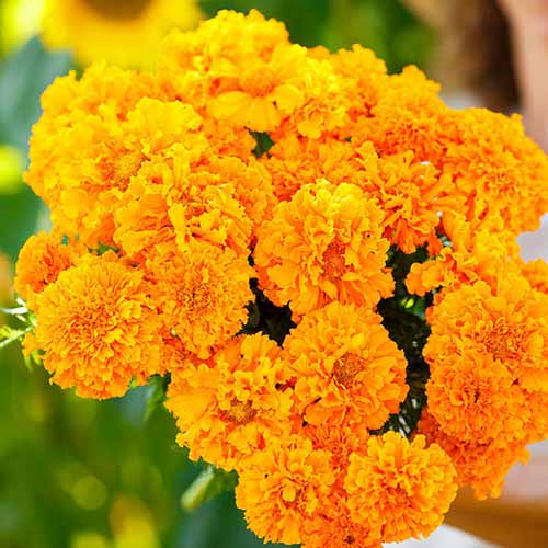 A close up square image of a bouquet of 'Hawaii' African marigolds pictured in bright sunshine on a soft focus background.