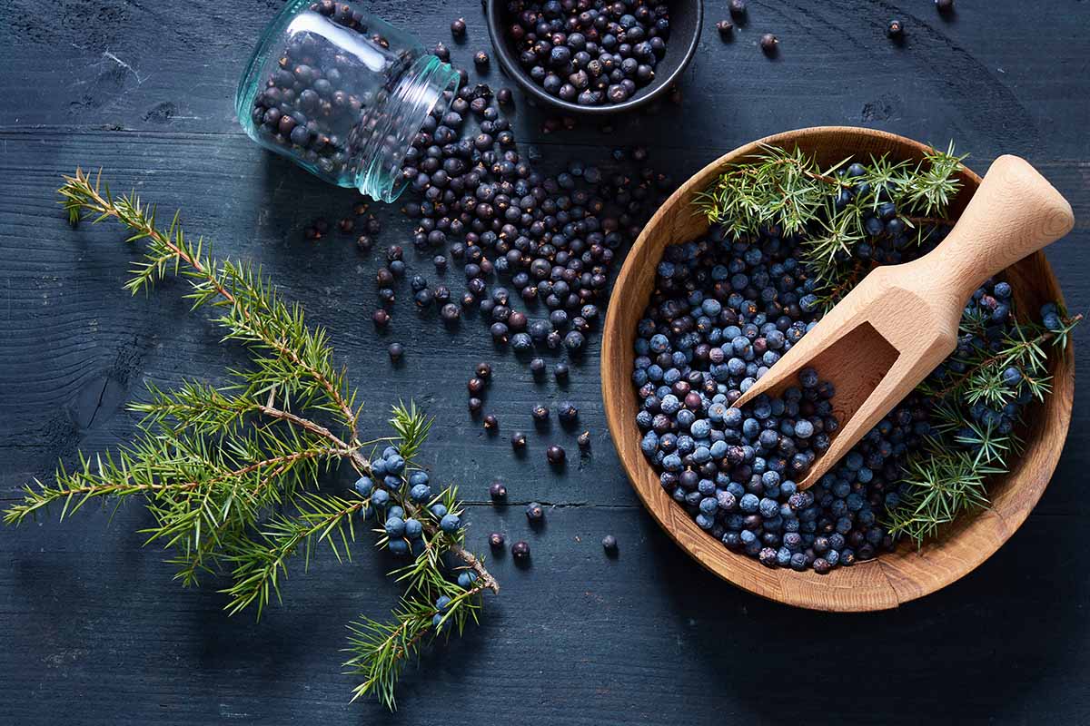 A close up horizontal image of a wooden bowl and a jar filled with juniper berries and branches scattered around.