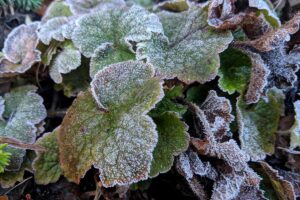 A close up horizontal image of heuchera plants covered in a light dusting of snow.