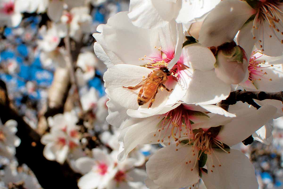 A close up horizontal image of white flowers with honeybees feeding pictured in bright sunshine on a soft focus background.