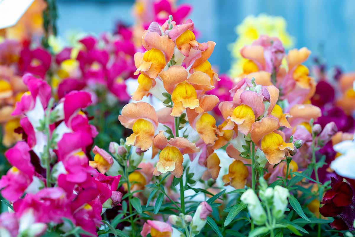 A close up horizontal image of colorful snapdragon flowers in the garden.