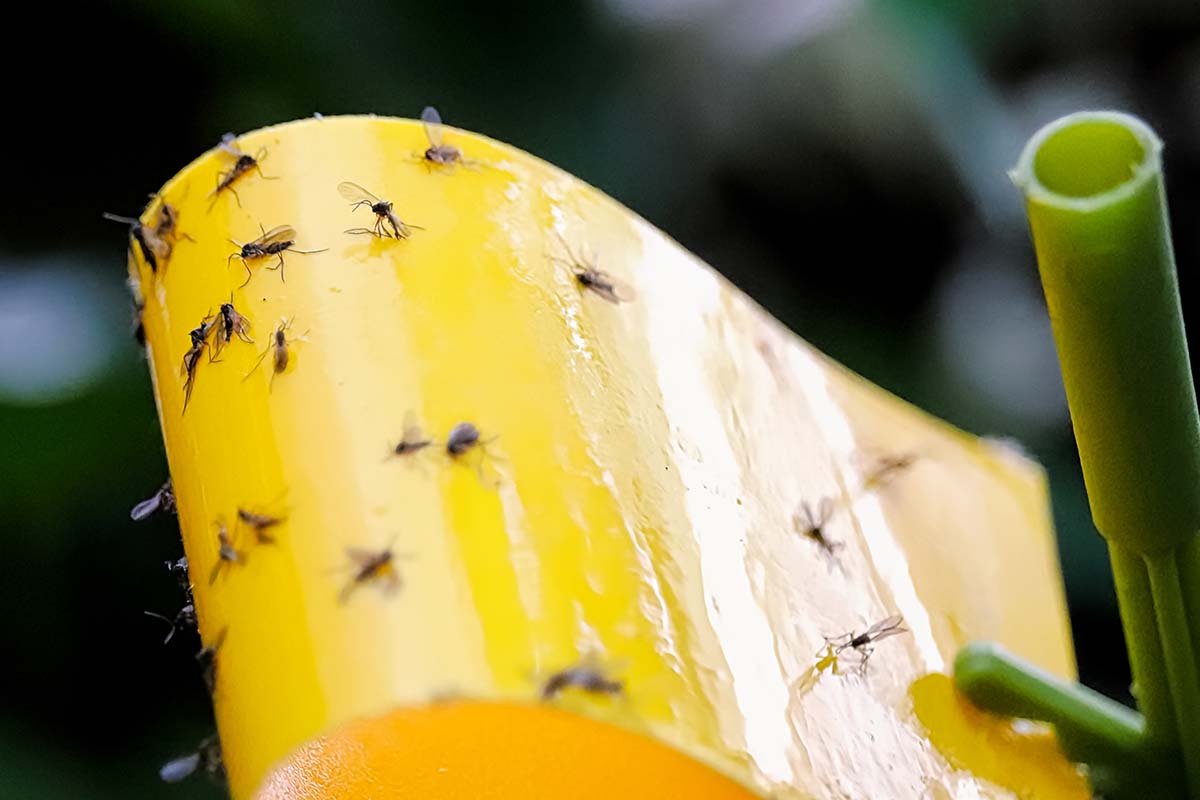 A close up horizontal image of a yellow sticky trap used to catch fungus gnats.
