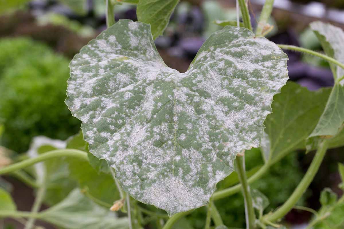 A close up horizontal image of a leaf infected with powdery mildew.