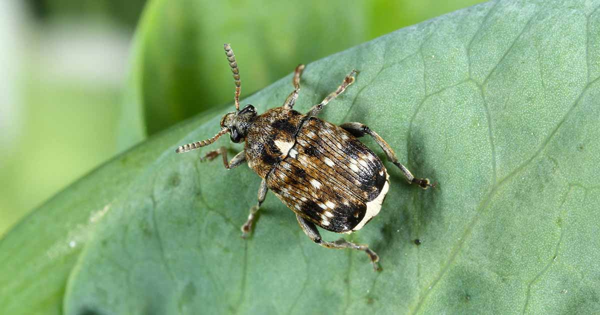 3 Best Ways To Get Rid of Weevils (guest post)