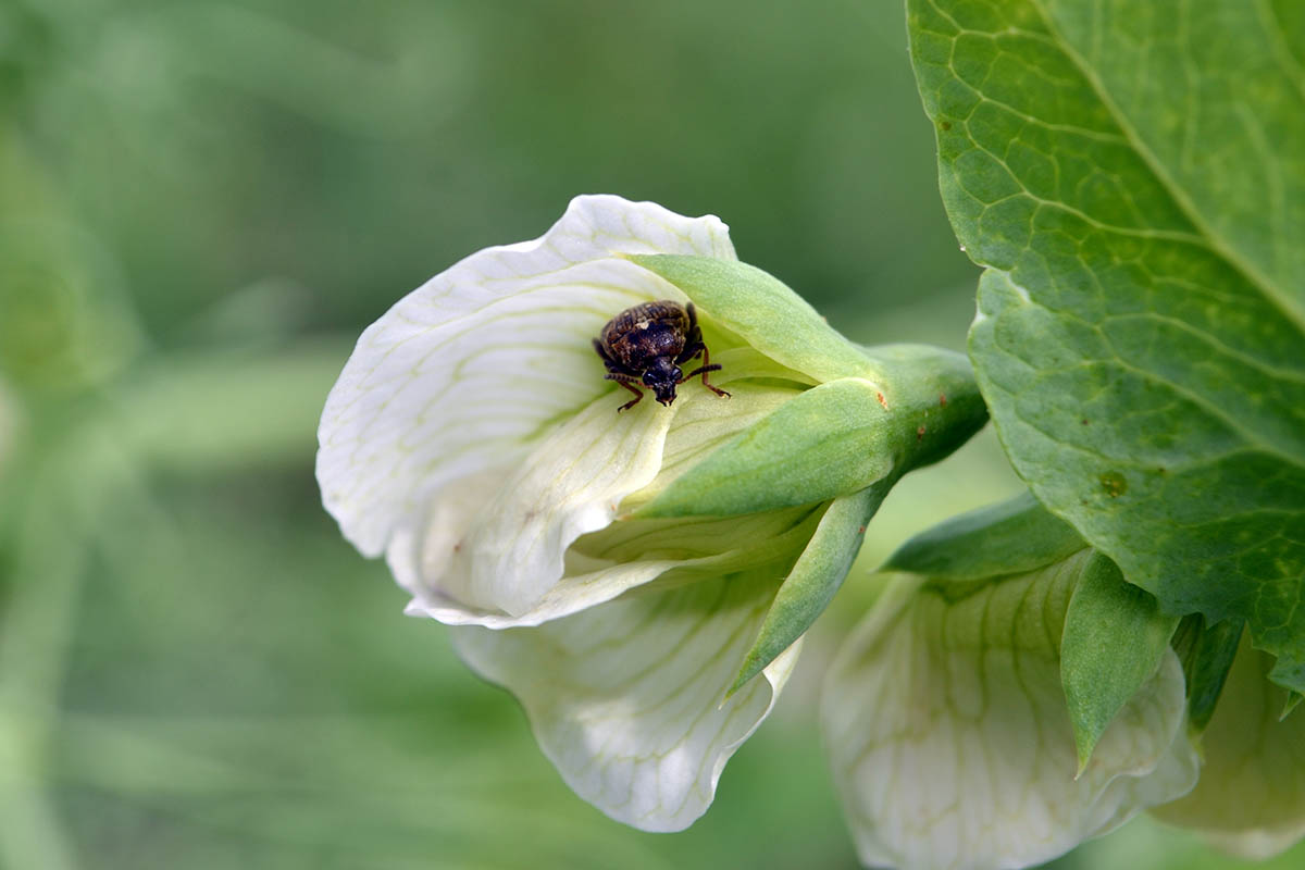 A close up horizontal image of a pea weevil insect infesting a white flower pictured on a soft focus background.