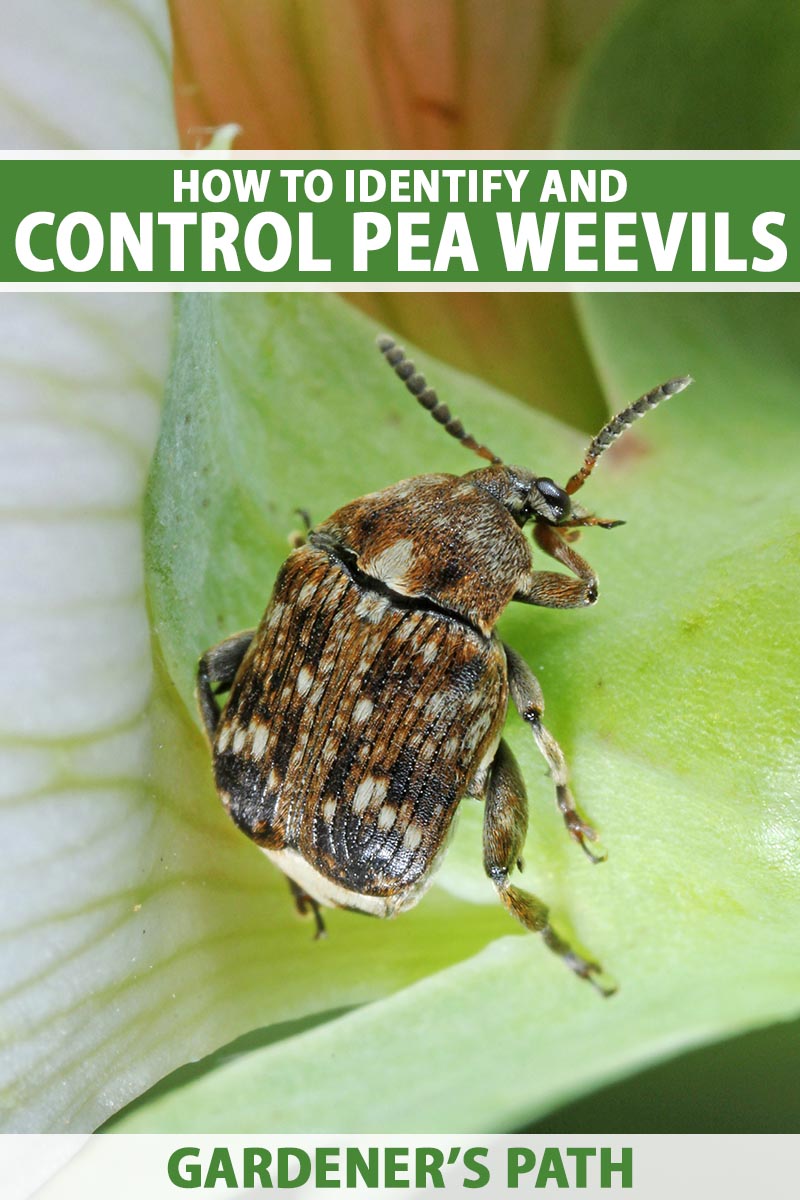 A close up vertical image of an adult pea weevil (Bruchus pisorum) on a plant pictured on a soft focus background. To the top and bottom of the frame is green and white printed text.