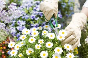 A close up horizontal image of a gardener wearing a pair of gloves and using snips to deadhead daisy flowers pictured on a soft focus background.
