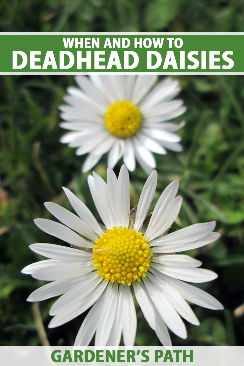 A close up vertical image of daisies growing in the garden pictured on a soft focus background. To the top and bottom of the frame is green and white printed text.