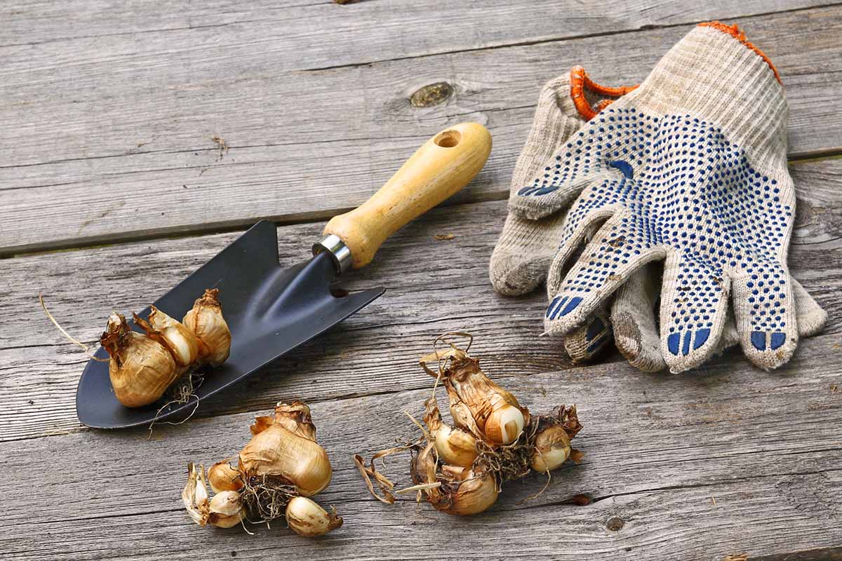 A close up horizontal image of bulbs and a trowel and a pair of gloves set on a wooden surface.