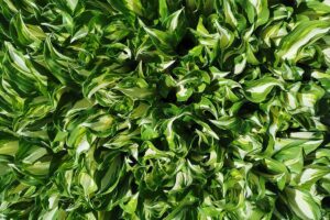 A close up horizontal image of a large patch of variegated hostas growing in the garden.