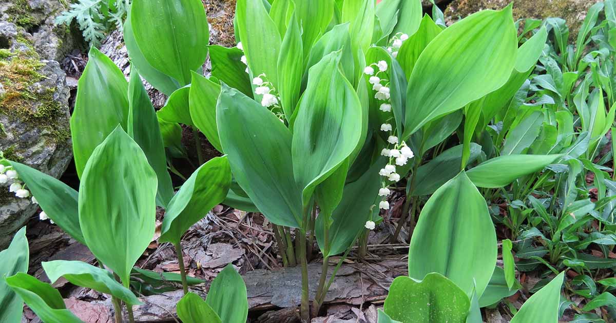 When and How to Divide Lily of the Valley | Gardener’s Path