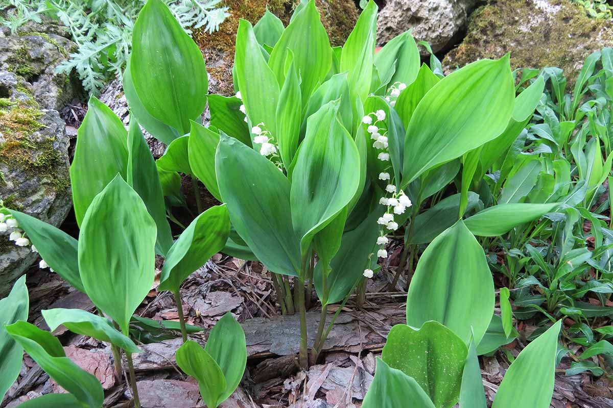 A close up horizontal image of well-spaced lily of the valley (Convallaria majalis) plants in full bloom.