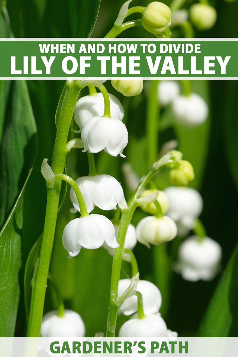 A close up vertical image of the delicate white flowers of lily of the valley (Convallaria majalis) growing in light sunshine. To the top and bottom of the frame is green and white printed text.