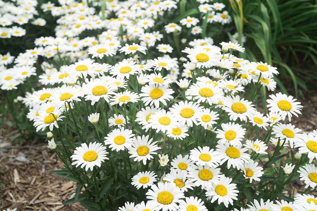 A close up horizontal image of a large clump of flowering Shasta daisies growing in a garden bed.