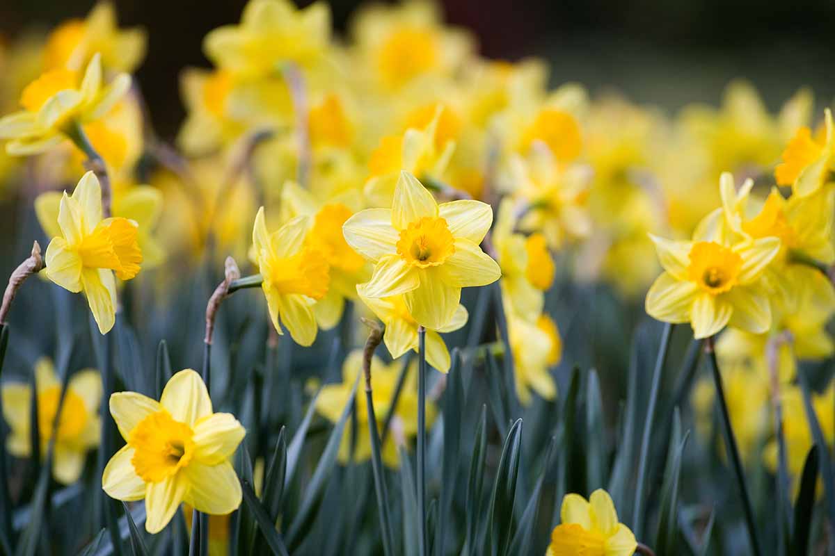 A horizontal image of daffodils growing en masse in a spring garden.