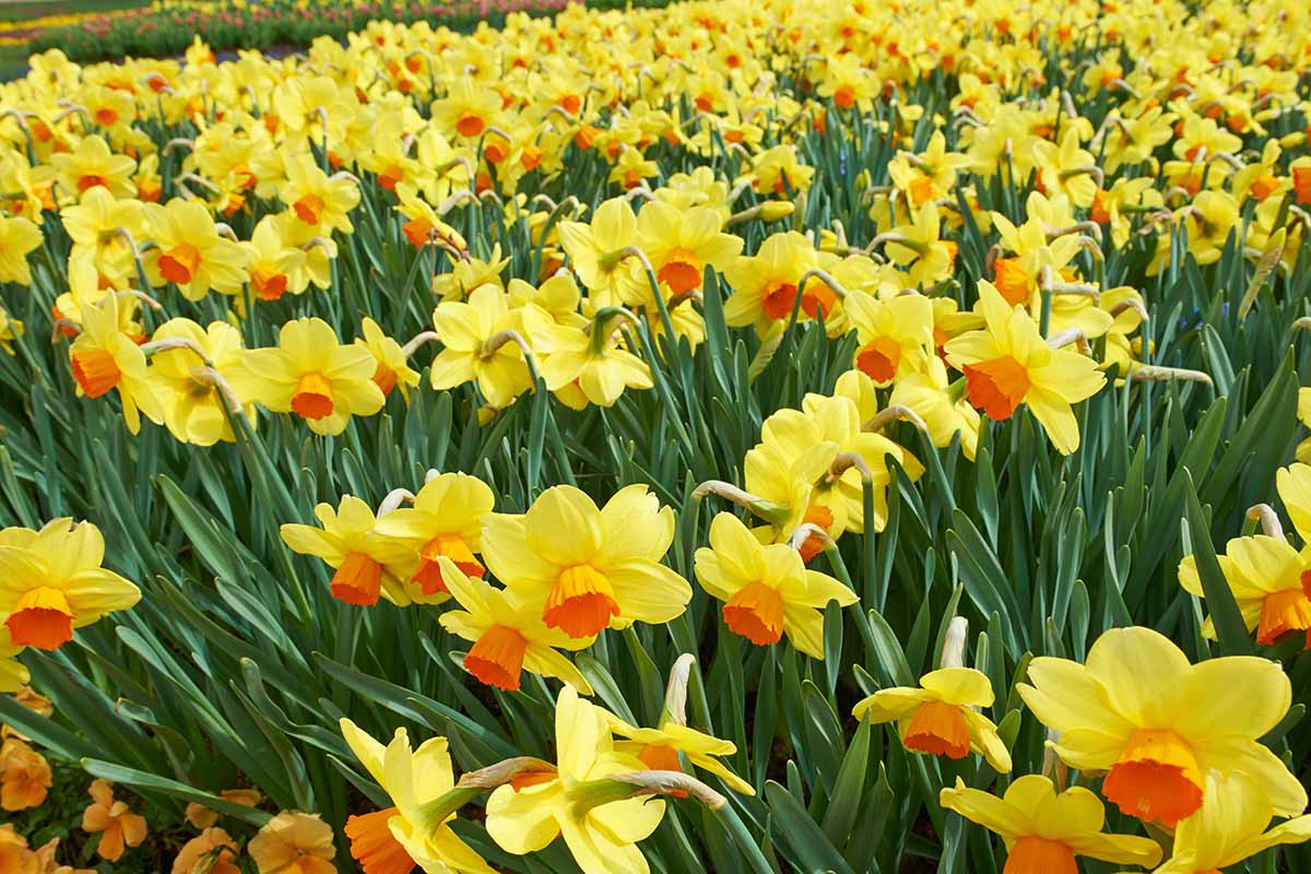 A close up horizontal image of a swath of yellow and orange daffodils growing in the garden.