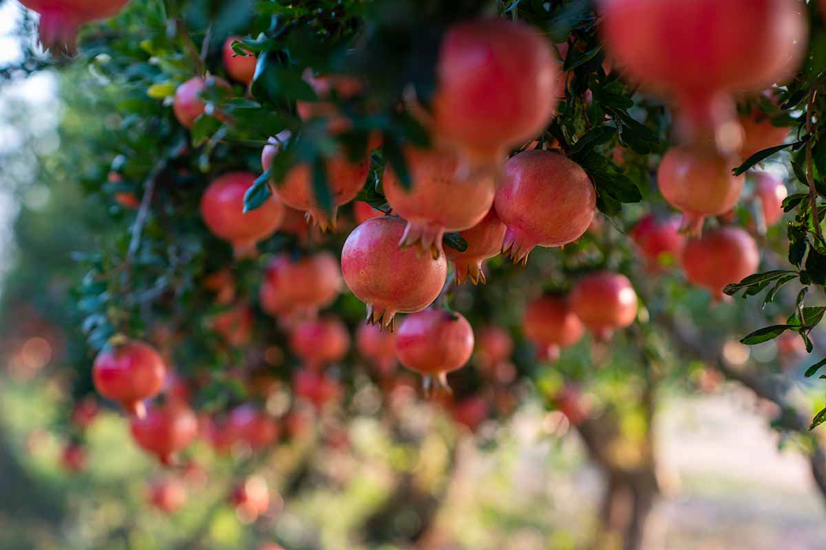 A close up horizontal image of an abundance of ripe pomegranates ready for harvest.