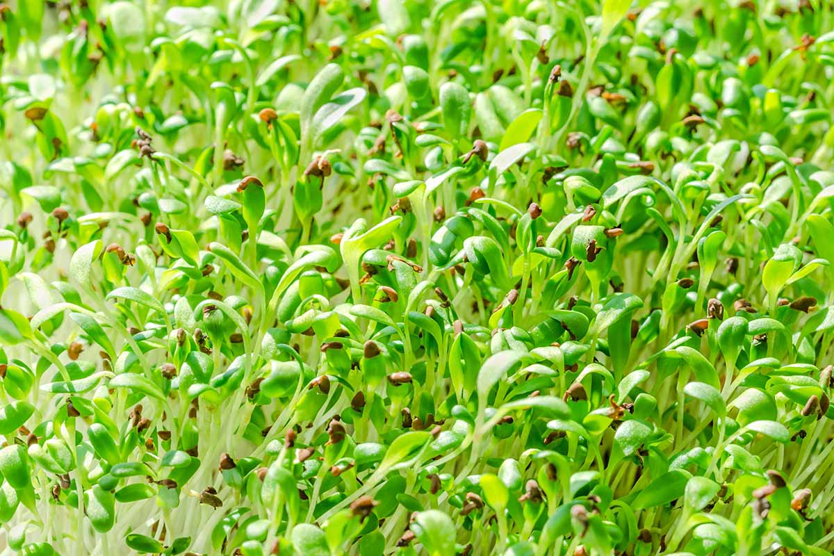 A close up horizontal image of alfalfa microgreens.