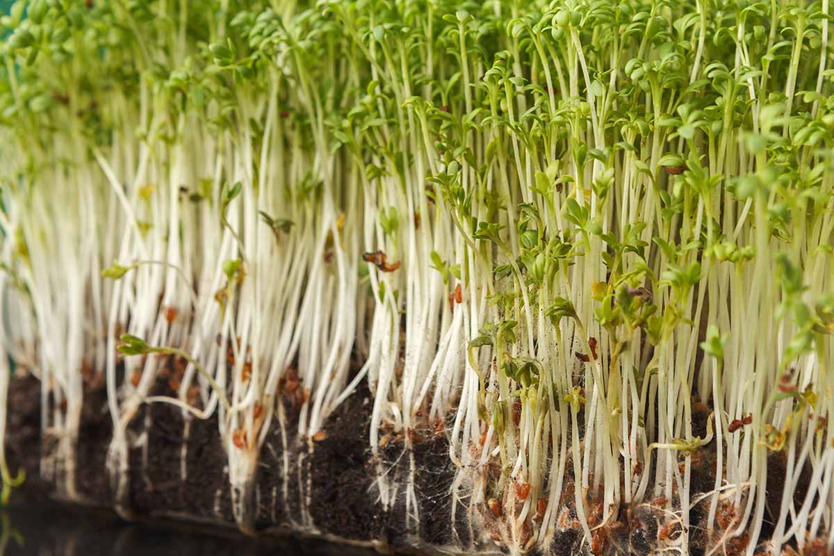 A close up horizontal image of alfalfa sprouts growing in soil to show the roots and tops.