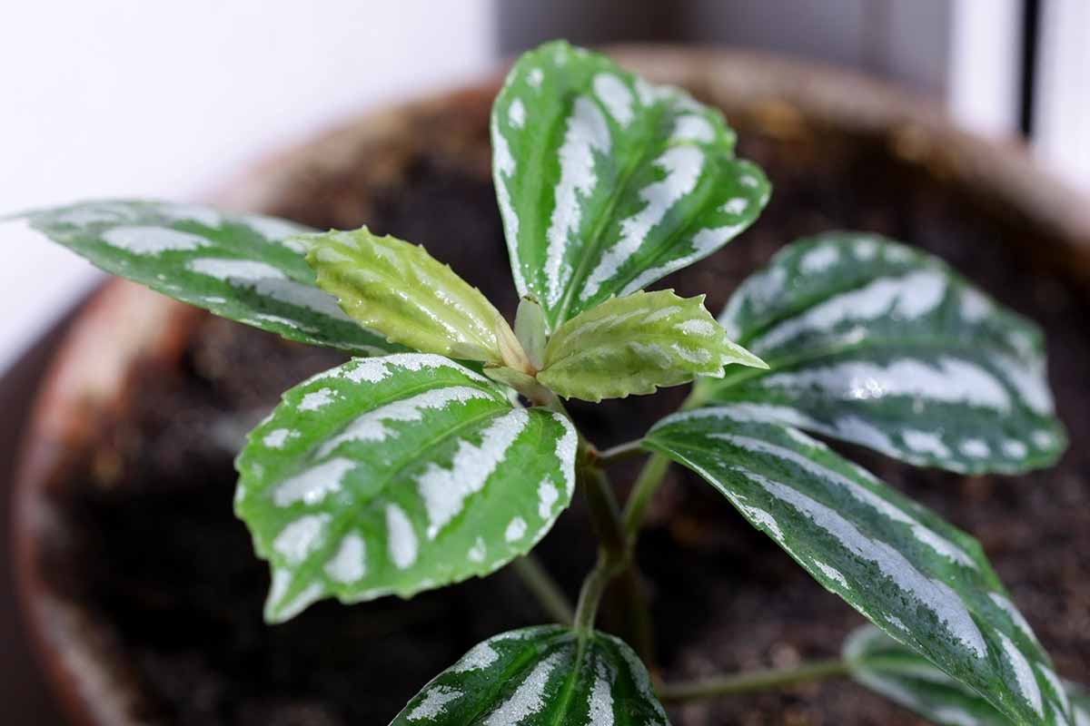 A close up horizontal image of a small potted aluminum plant pictured on a soft focus background.