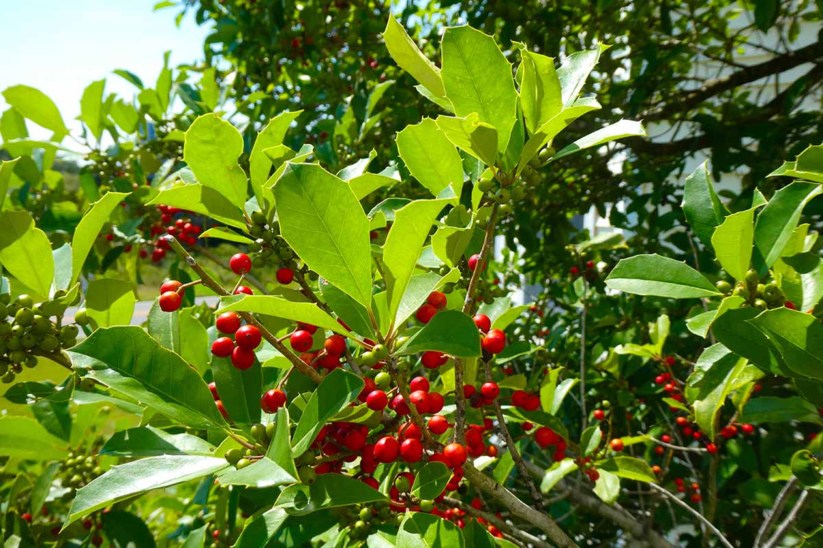 A close up horizontal image of Ilex opaca with bright red berries and green foliage growing in the garden pictured in light sunshine.