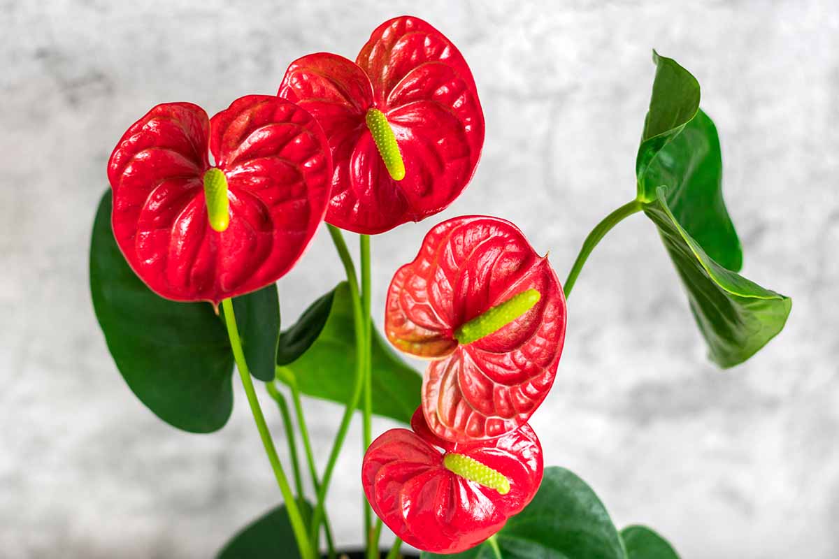 A close up horizontal image of a red anthurium growing indoors pictured on a white background.