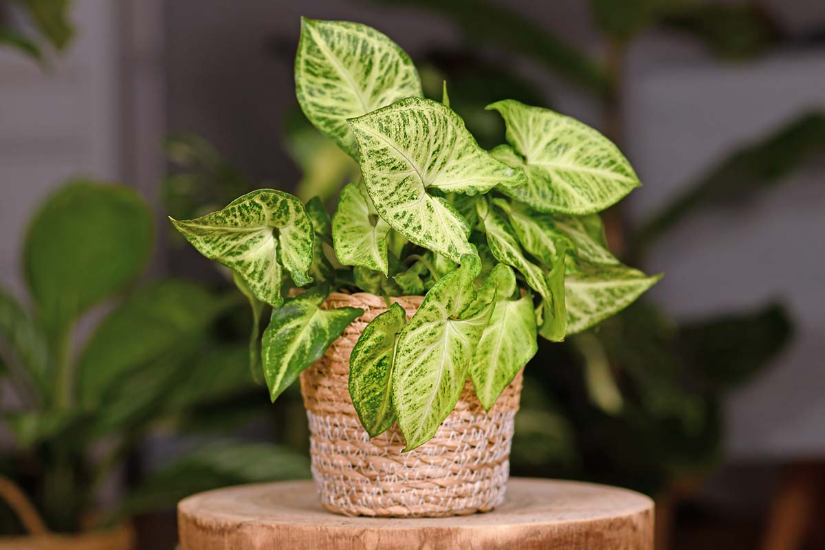 A close up horizontal image of a small potted arrowhead vine (Syngonium podophyllum) growing in a wicker pot set on a wooden surface pictured on a soft focus background.
