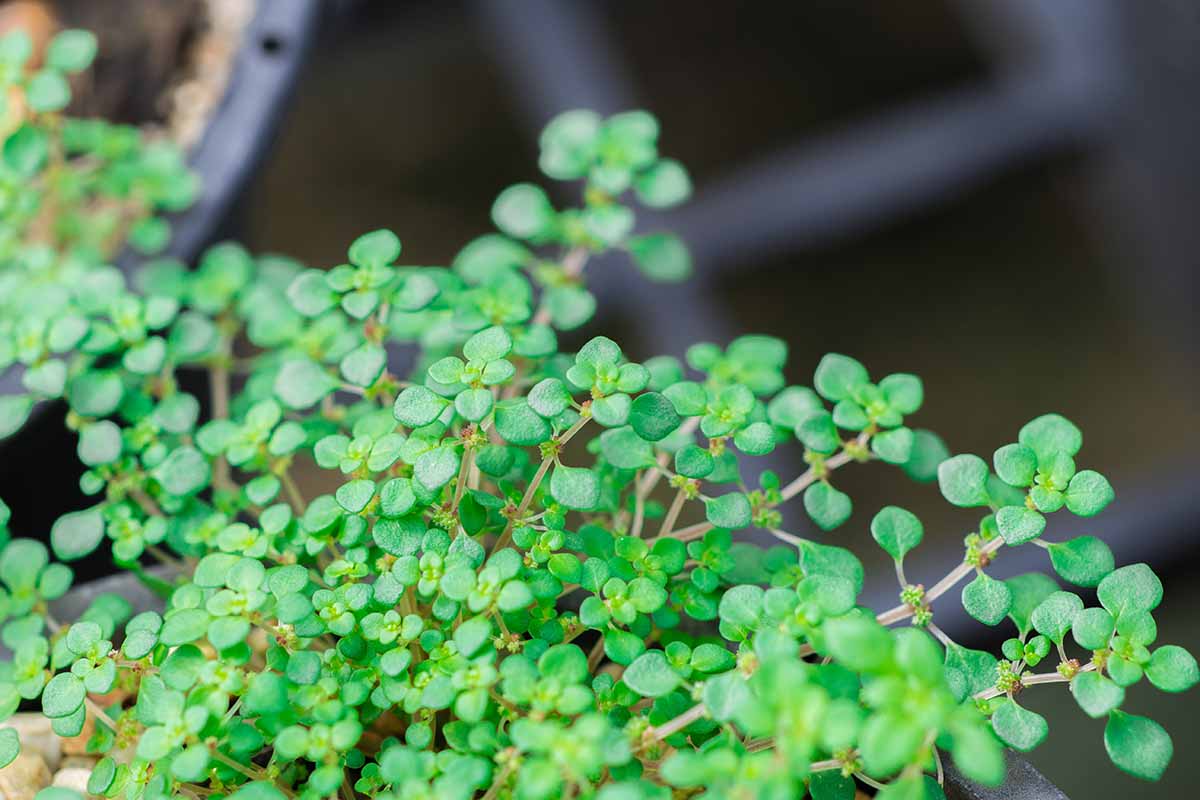 A close up horizontal image of Pilea microphylla (aka artillery or gunpowder plant) growing in a pot pictured on a soft focus background.