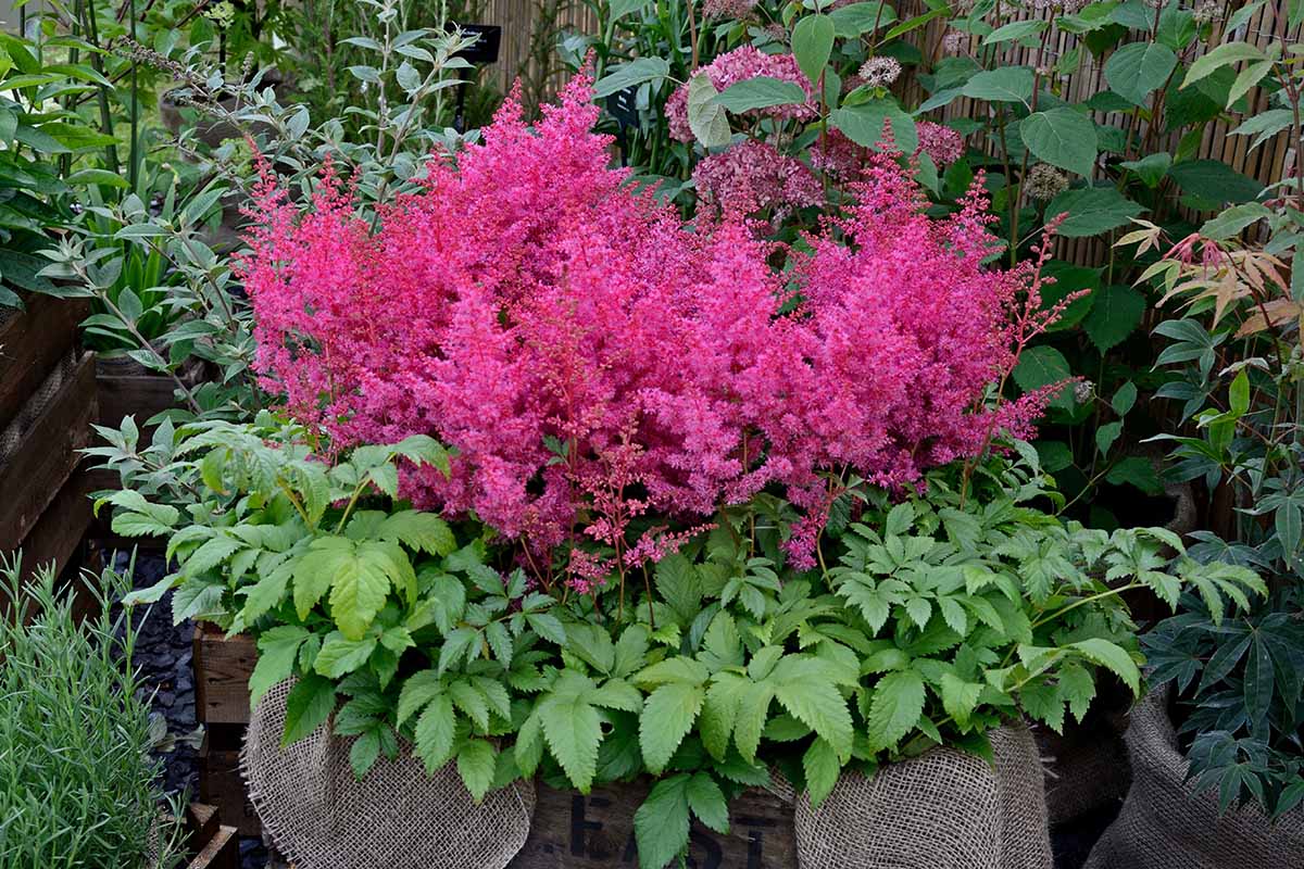 A close up horizontal image of bright pink astilbe flowers growing outdoors in a wooden planter with a fence and other perennials in the background.