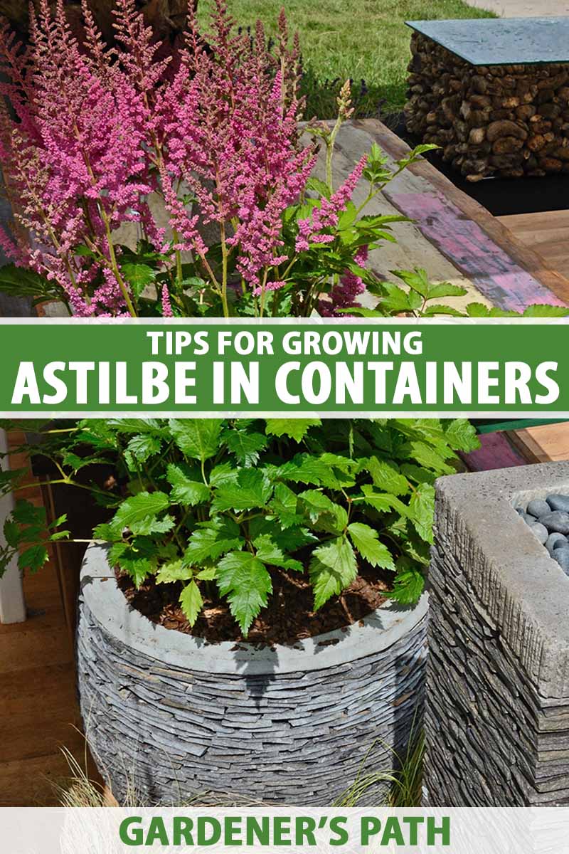 A close up vertical image of bright pink astilbe flowers growing in a decorative concrete container situated on a patio. To the center and bottom of the frame is green and white printed text.